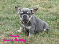 Janice Female AKC French Bulldog $2500