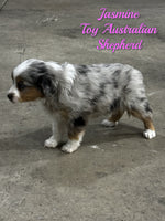 Jasmine Female Toy Australian Shepherd $1350