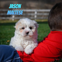 Jason Male Maltese $650