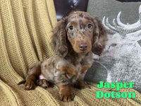 Jasper Male ACA Dotson $1800