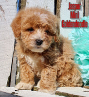 Jasper Male F1BB Mini Goldendoodle $995