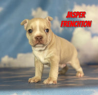 Jasper Male Frenchton $1375