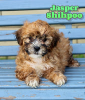 Jasper Male Shihpoo $925