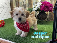 Maltipoo