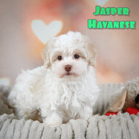 Jasper Male Havanese $575