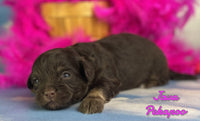 Java Female Pekapoo $1525