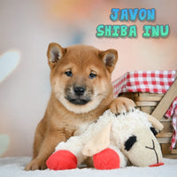 Javon Male AKC Shiba Inu $750