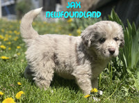 Jax Male Newfoundland $2625