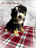 Jax Male Mini Australian Shepherd $800