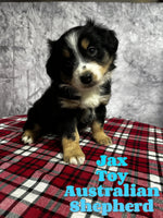 Jax Male Toy Australian Shepherd $600