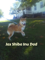 Summer Female AKC Shiba Inu $850