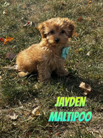 Maltipoo