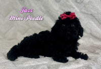 Jazz Female Mini Poodle $775