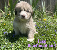 Newfoundland