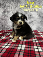 Jazzy Female Toy Australian Shepherd $800