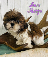 Jenni Female Shihtzu $750