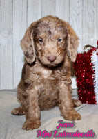 Jenni Female F1BB Mini Labradoodle $850