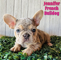 Jennifer Female AKC French Bulldog $2700