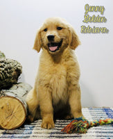 Jenny Female AKC Golden Retriever $450