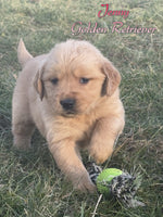 Jenny Female AKC Golden Retriever $650