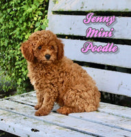 Mini Poodle