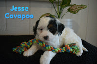 Jesse Male Cavapoo $895