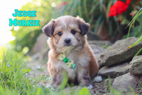 Jesse Male Morkie $1000