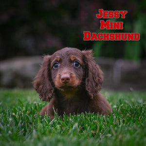 Mini Dachshund