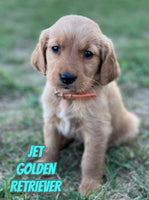 Jet Male Golden Retriever $850