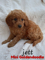 Jett Male F1B Mini Goldendoodle $750