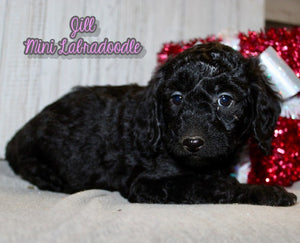 Mini Labradoodle