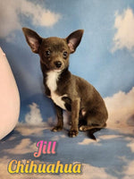 Jill Female Chihuahua $850