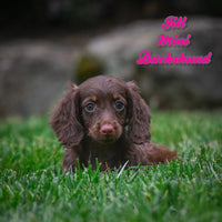 Jill Female Mini Dachshund $1200