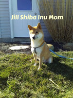 Spring Female AKC Shiba Inu $850