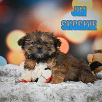 Jim Male Shorkie $700