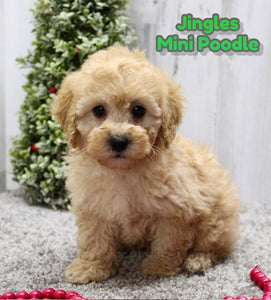 Mini Poodle