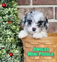 Jingles Male CKC Mini Poodle $645