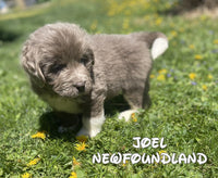Newfoundland