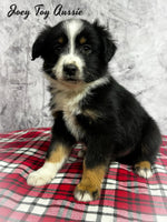 Joey Male Toy Australian Shepherd $800