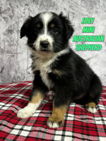 Joey Male Mini Australian Shepherd $550