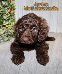 Mini Labradoodle
