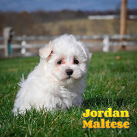 Jordan Male Maltese $650