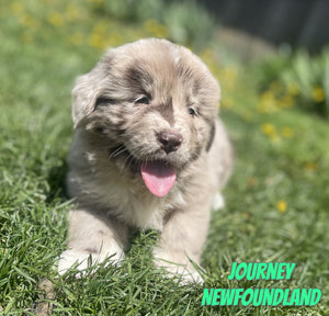 Newfoundland