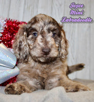 Joyce Female F1BB Mini Labradoodle $850