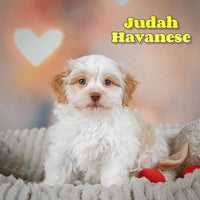 Judah Male Havanese $575