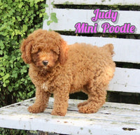 Mini Poodle