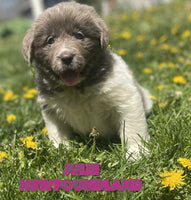 Julie Female Newfoundland $1375