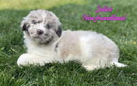 Juliet Female Newfoundland $2625