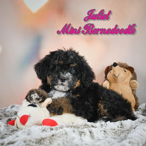 Mini Bernedoodle