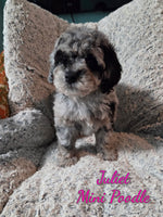 Juliet Female Mini Poodle $1150